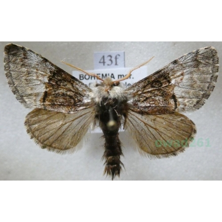 Colocasia coryli (Linnaeus, 1758) Połacica leszczynówka Czech43f